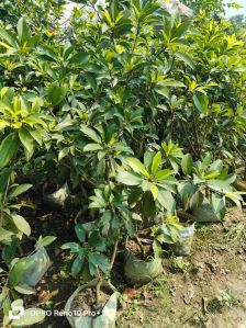 Sapodilla Plant