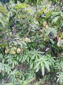 Totapuri Mango Pulp