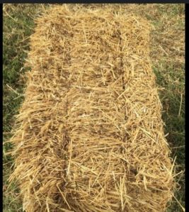 paddy husk/straw