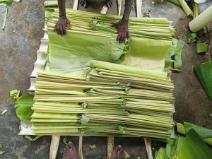 natural green banana leaf