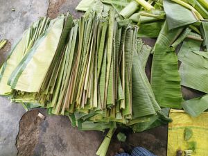 green banana leaf