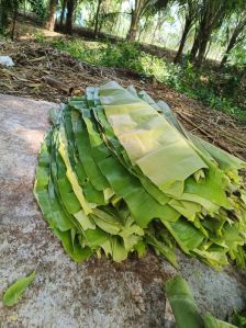 green banana leaf