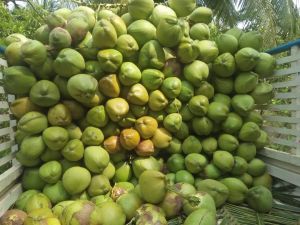 Green Coconut