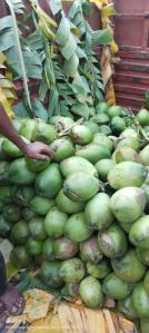 Tender Coconut