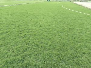 selection grass