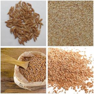 Khapli Wheat