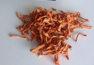 cordyceps millitaris mushroom