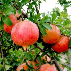 pomegranate fruit