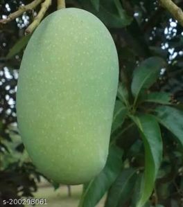 Fazli Aam (Mango)