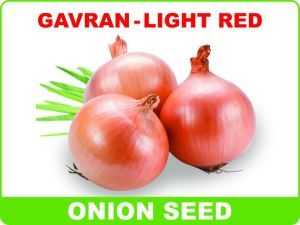 Onion Seeds