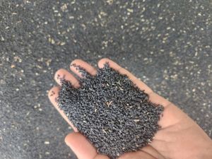 Kalauji seed