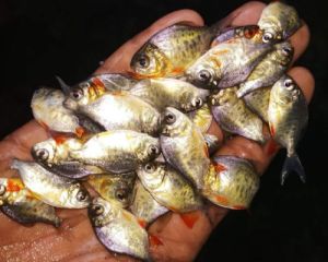 Rupchanda Fish Seed