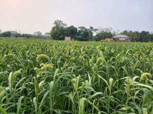 foxtail millet