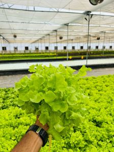 a-grade green oak leaf lettuce