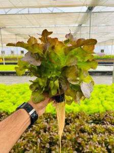 A-Grade Aquaponic Red Oak Leaf Lettuce