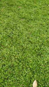 Buffalo Green landscaping grass