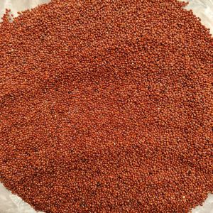 Red quinoa ( Chenopodium Quinoa )