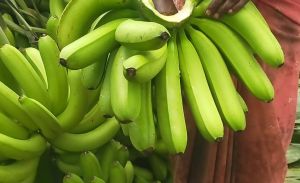 Green Banana