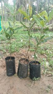 Macadamia nuts plants