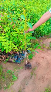 jamun plant