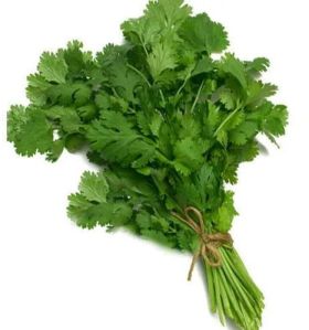 Fresh Coriander Leaves