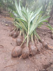 lotan bona green bona coconut fruit plant