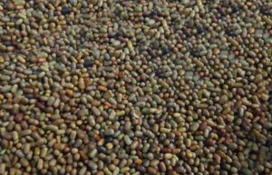 Natural Organic Sesbania Seeds