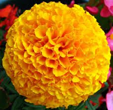 marigold orange flower