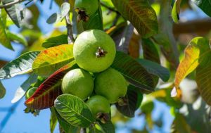 Fresh Guava