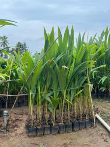 Coconut Plants