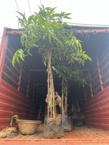 mango tree plants