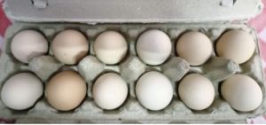 Pasture raised eggs