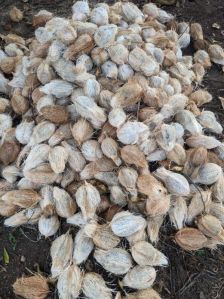 Semi Husked Coconuts