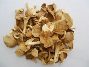 Dry Oyster Mushroom