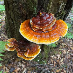 Reishi Mushroom