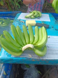 G9 Cavendish Banana