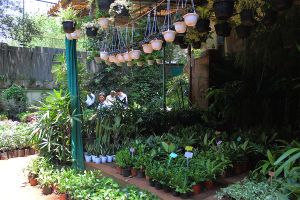 Nursery Plants