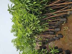 Kesar Mango Plants