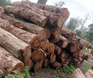 KOKAT WOOD LOGS