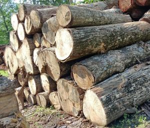 SEMAL WOOD LOGS