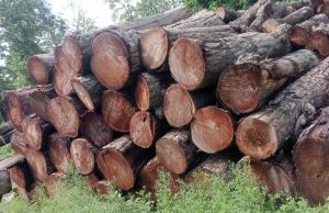 TUN WOOD LOGS