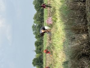 Lemongrass Plants