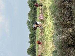 Lemongrass Plants