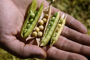 Soya Bean Seeds