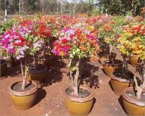 All nursery plants