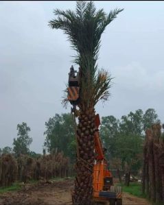 date palm trees