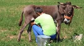 Donkey Milk