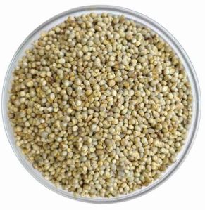 Pearl Millet Seeds