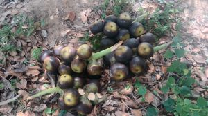 porcupine palm tree fruit