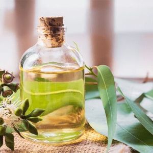 Eucalyptus Oil